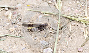 A Speckle-winged Rangeland Grasshopper Arphia conspersa on the Ground