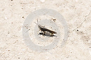 Speckle-winged Rangeland Grasshopper Arphia conspersa on the Ground on Dirt and Gravel in Colorado