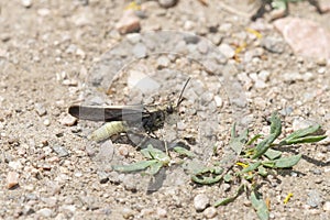 Speckle-winged Rangeland Grasshopper Arphia conspersa on the Ground on Dirt and Gravel in Colorado