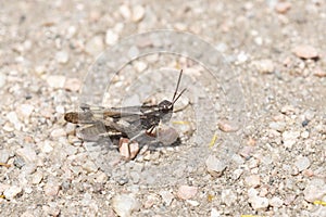 Speckle-winged Rangeland Grasshopper Arphia conspersa on the Ground on Dirt and Gravel in Colorado