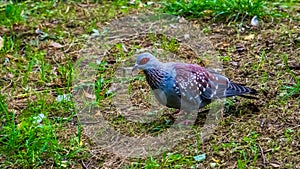 Speckled african pigeon walking through the grass, closeup of a tropical dove from Africa
