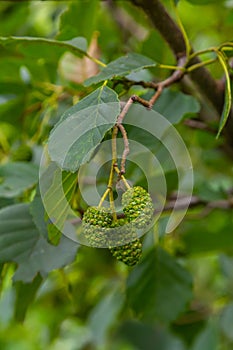 Speckled alders spread their seed through cone-like structures photo