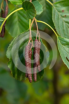 Speckled alders spread their seed through cone-like structures photo
