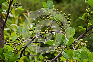 Speckled alders spread their seed through cone-like structures