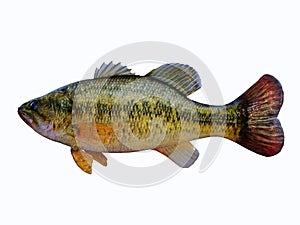 Speckled Bass Fish Profile