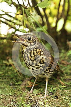 Speckled bird thrush.