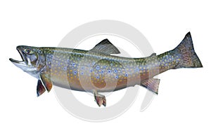 A speckled or brook trout isolated on white