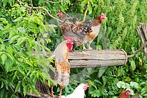 Speckled brown rooster and hens outdoors among vegetation