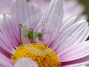 Speckled bush-cricket on flower