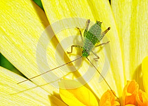 Speckled Bush-cricket nymph - Leptophyes punctatissima