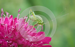 Speckled bush-cricket nympha, Leptophyes punctatissima climbing on purple blooming Macedonian scabious plant. photo