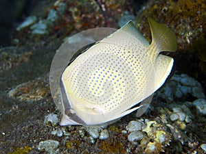 Speckled butterflyfish