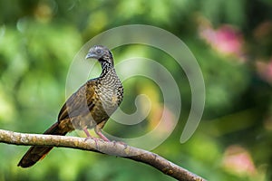 Speckled Chachalaca photo