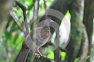 Speckled Chachalaca