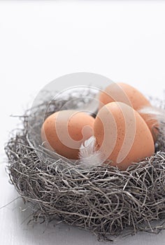 Speckled chicken eggs and feathers