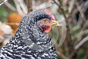 Speckled chicken in the garden in the autumn day, close-up_