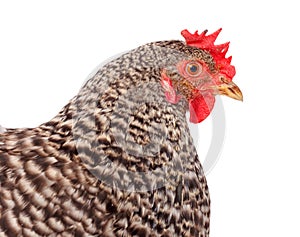 Speckled chicken portrait