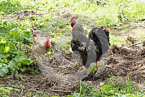 Speckled with brown chicken stand on ground