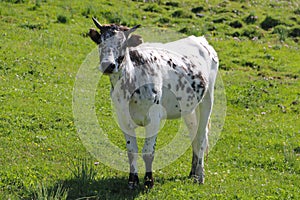 Speckled cow