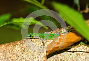 Speckled day gecko, Phelsuma guttata, Masoala Tampolo Marine park. Madagascar wildlife