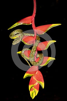 Speckled Eyelash Viper resting on a colorful flower