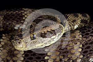 Speckled Forest Pit Viper Bothrops taeniatus taeniatus