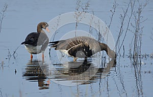 Speckled Geese