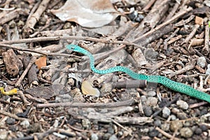 Speckled green snake slithering on ground in zanzibar