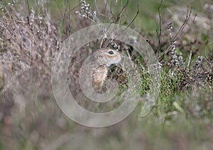 The speckled ground squirrel