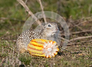 A speckled ground squirrel sits on the ground