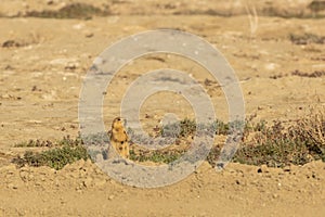 Speckled ground squirrel. Spermophilus suslicus. Wild animal in spring