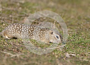 The speckled ground squirrel or spotted souslik Spermophilus suslicus