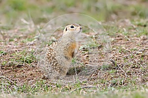 The speckled ground squirrel or spotted souslik Spermophilus suslicus