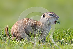 The speckled ground squirrel or spotted souslik Spermophilus suslicus on the ground eating a grass.