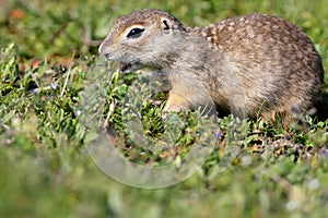 The speckled ground squirrel or spotted souslik Spermophilus suslicus on the ground eating a grass.