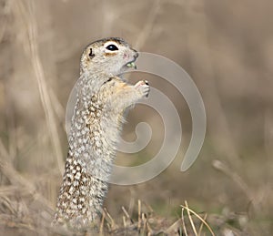 The speckled ground squirrel or spotted souslik Spermophilus suslicus on the ground eating a grass in funny pose