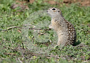 The speckled ground squirrel or spotted souslik Spermophilus suslicus on the ground.