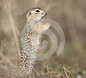A speckled ground squirrel stands on a funny pose
