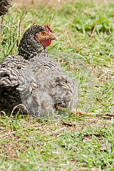 Speckled hen portrait with beautiful plumage in the yard