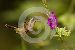 Speckled Hummingbird, Adelomyia melanogenys hovering next to violet flower, bird from tropical forest, Manu national park, Peru