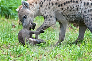 Speckled hyena with puppy