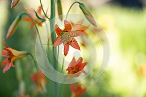 Speckled Inside of Orange Tiger Lily Blossom