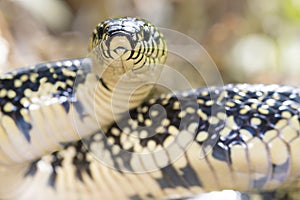 Speckled King Snake