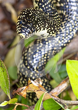 Speckled King Snake