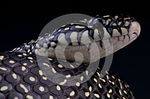 Speckled kingsnake