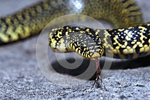 Speckled Kingsnake