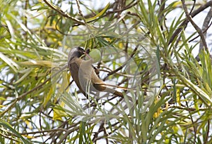 Speckled Mousebird