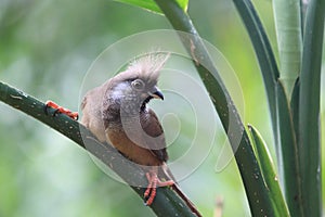 Speckled mousebird