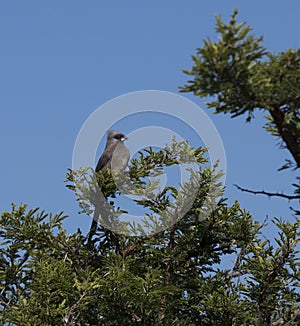 Speckled Mousebird, with blue sky