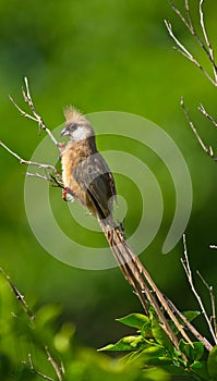 A Speckled Mousebird on a branch